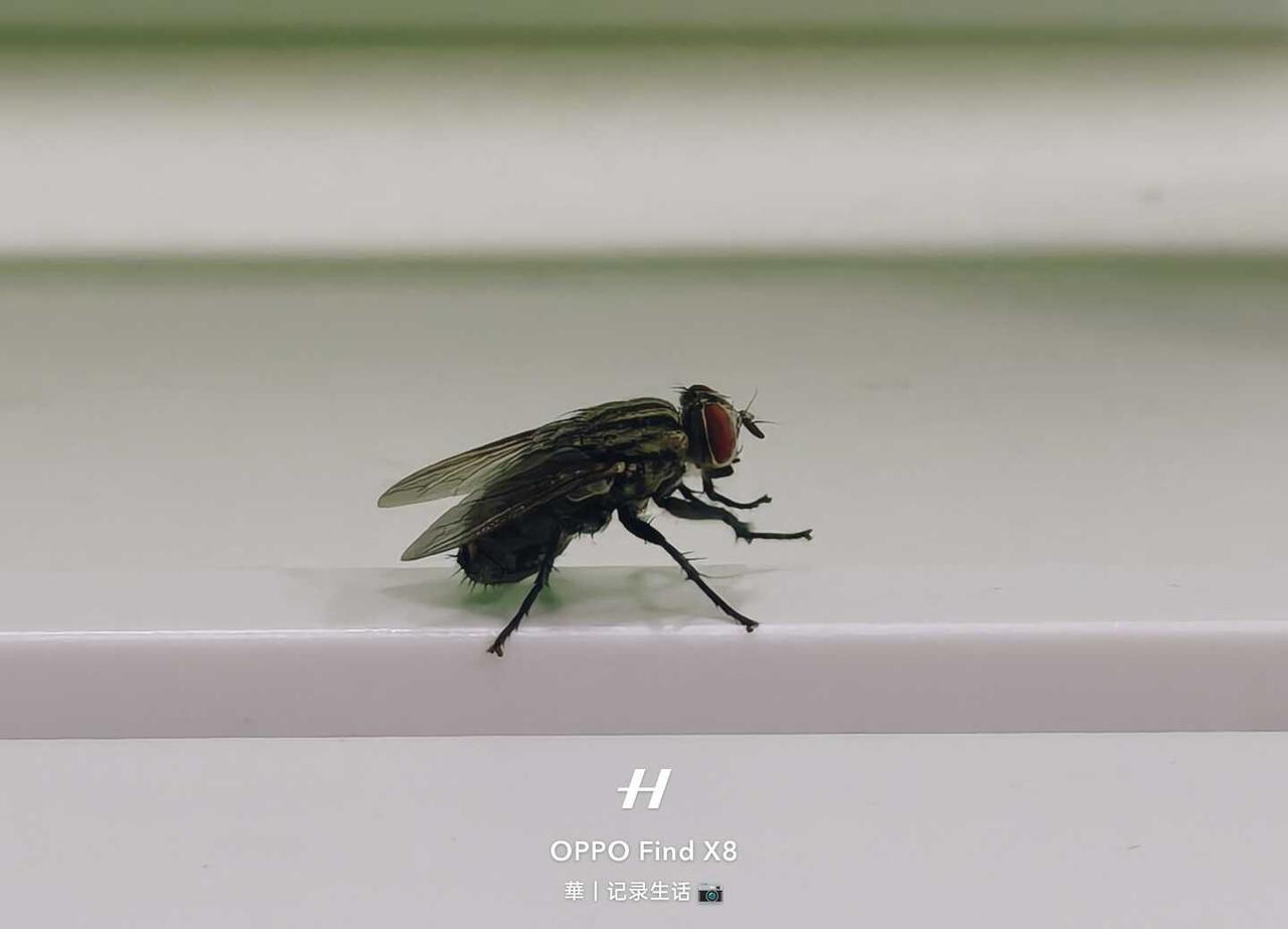 OPPO实况发力了呀，这个OPPO实况，我给100分！把打苍蝇的动作全都记