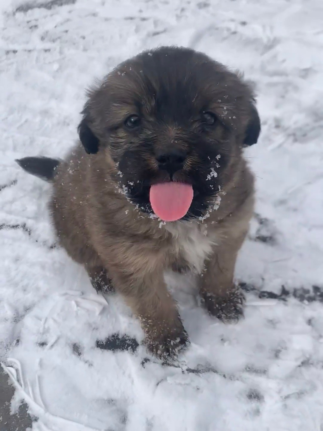 小狗第一次尝试雪的味道​​​