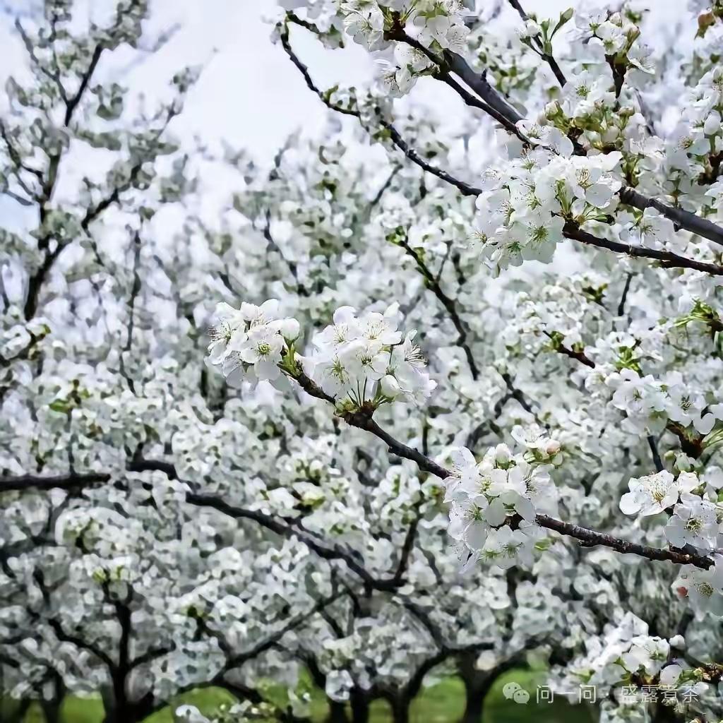 咏梨花春暮梨花绽素妆，满枝疑是覆秋霜。风前漫作飞雪舞，一片冰清覆野庄。