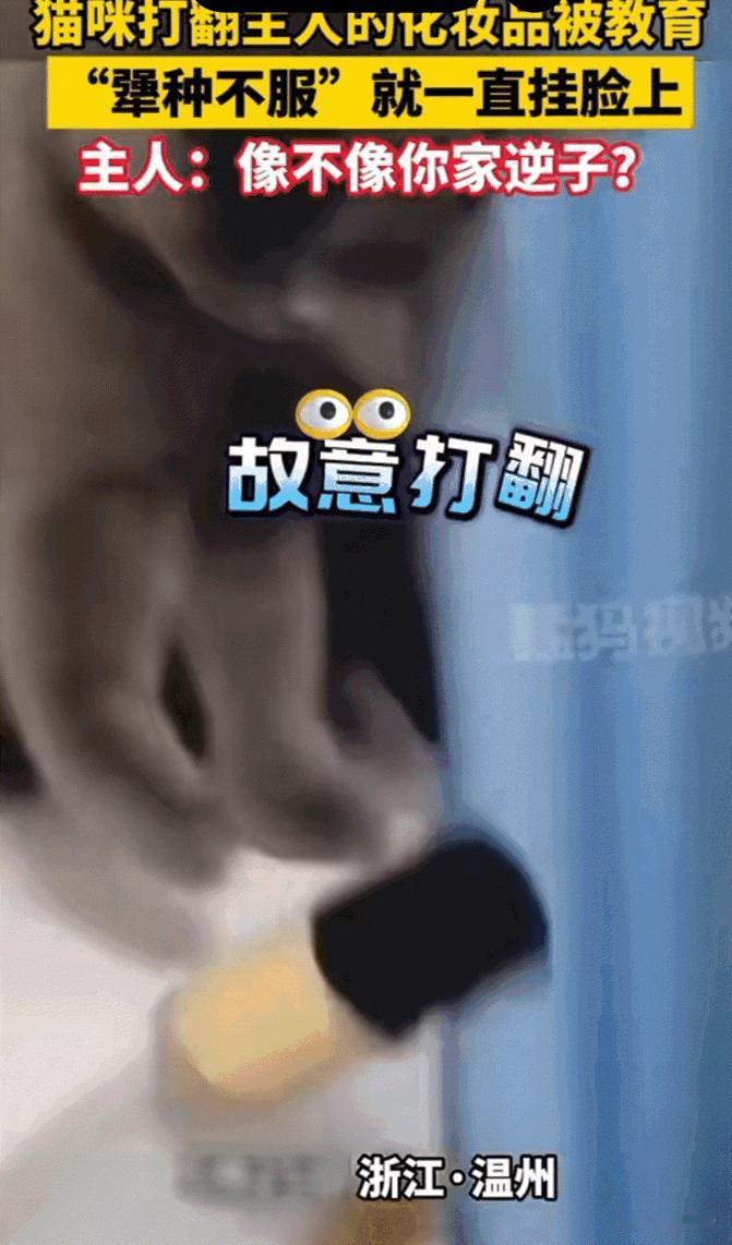 笑不活了！10月22日浙江，猫咪故意打翻主人的化妆品，当场就被主人发现后直接教育