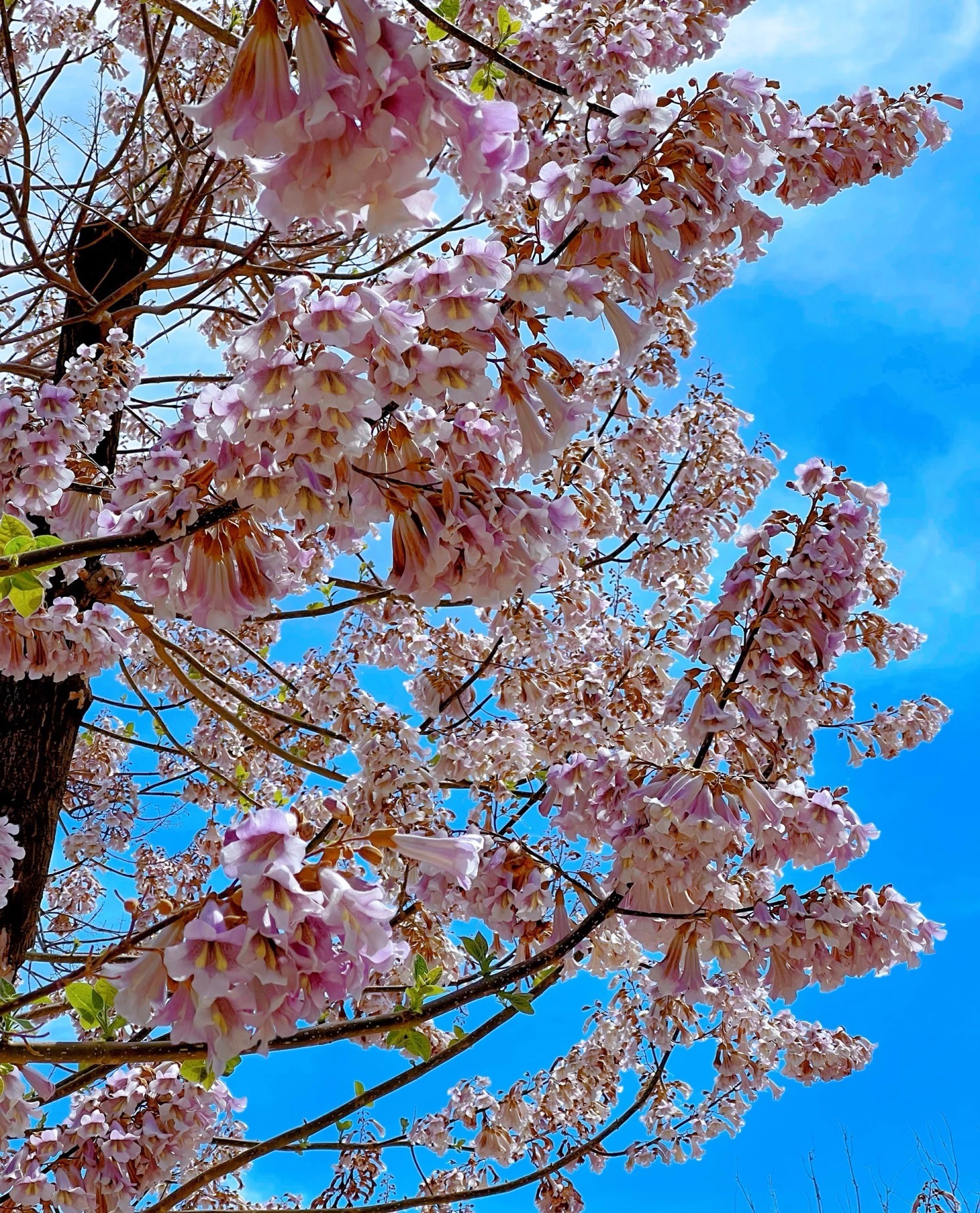 生活手记泡桐树种植方法可分为以下步骤：一、繁殖方式🌲种植文案种子繁殖种植📖