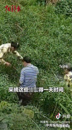 重庆，一户人家，家里的老人忽然重病住院了。这家人姓啥来着……姓陈，老陈头。七十