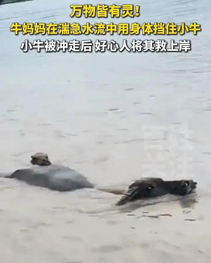 眼泪止不住了！6月13日，浙江金华一处水坝在大雨后开闸放水，因为牛主人没有及时把