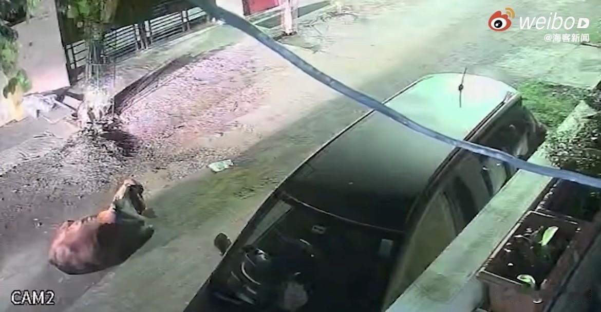 【太过分了，几名印度男子强行带走一头母牛】近日，几名印度男子在道路上强行偷走一