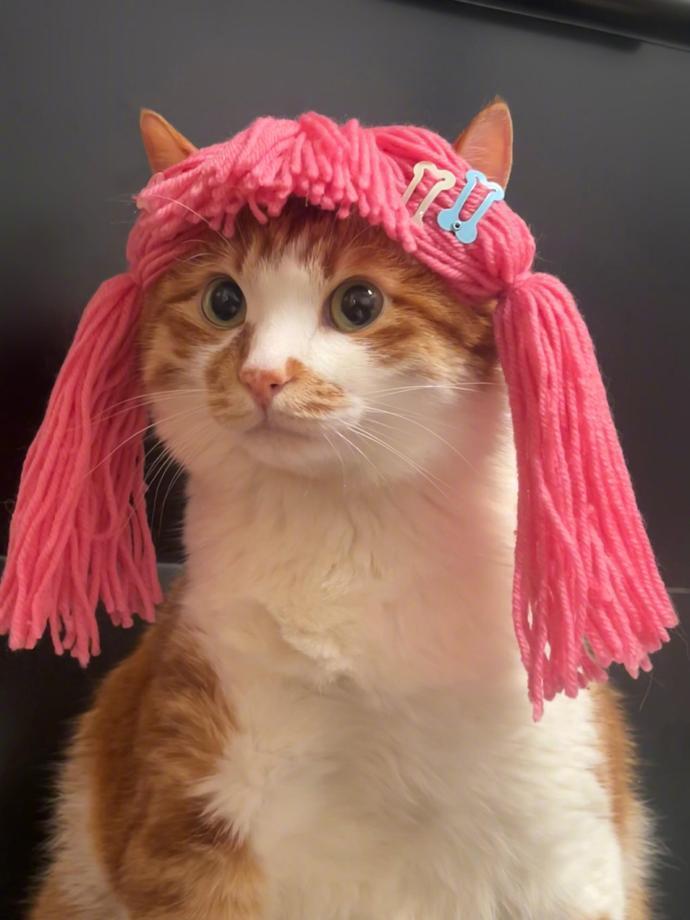 艺术系猫大具像化了​​​