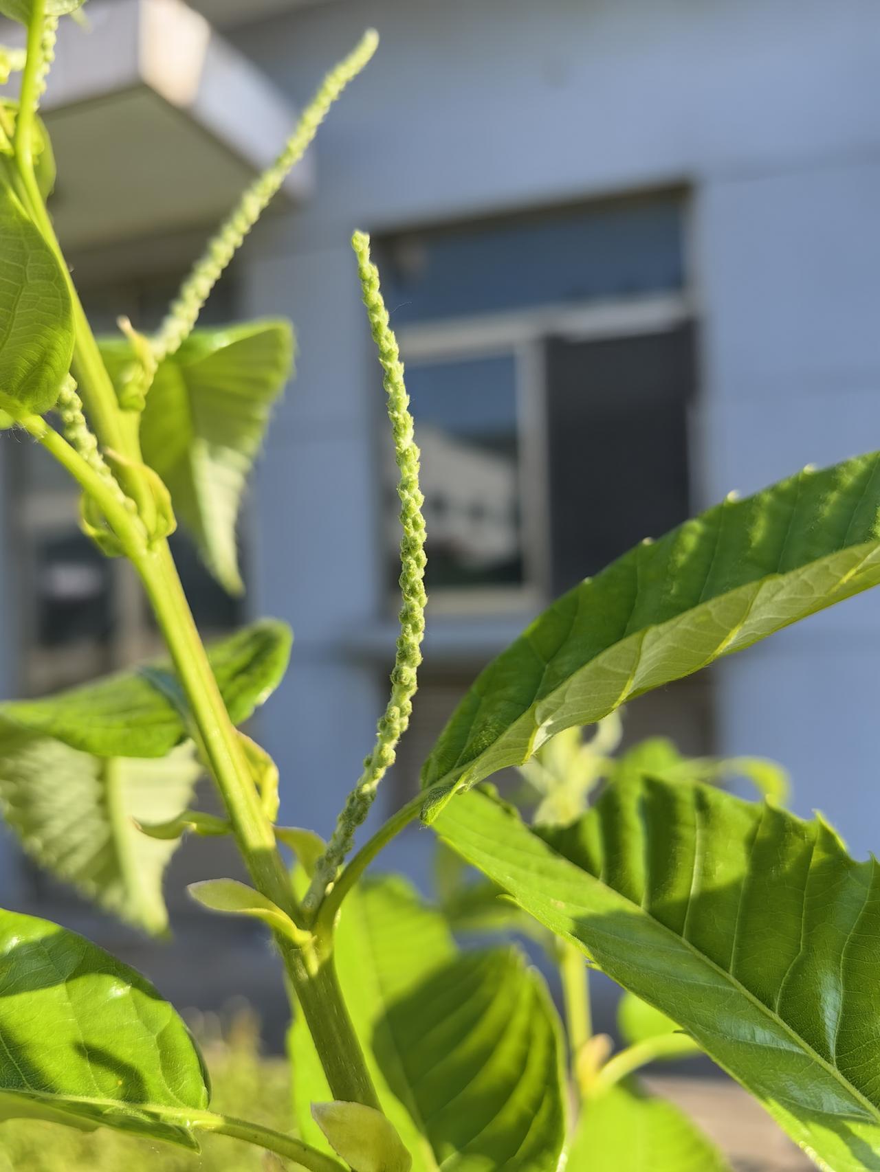 估计没几个人知道这是什么东西这个就是拐枣树去年从网上淘的买的时候说是当年挂