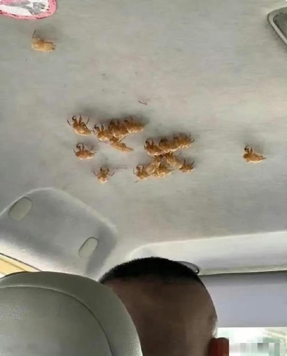 打个车一路上提心吊胆，就怕来个急刹车。​你知道这是什么东西吗？看着挺吓人的​