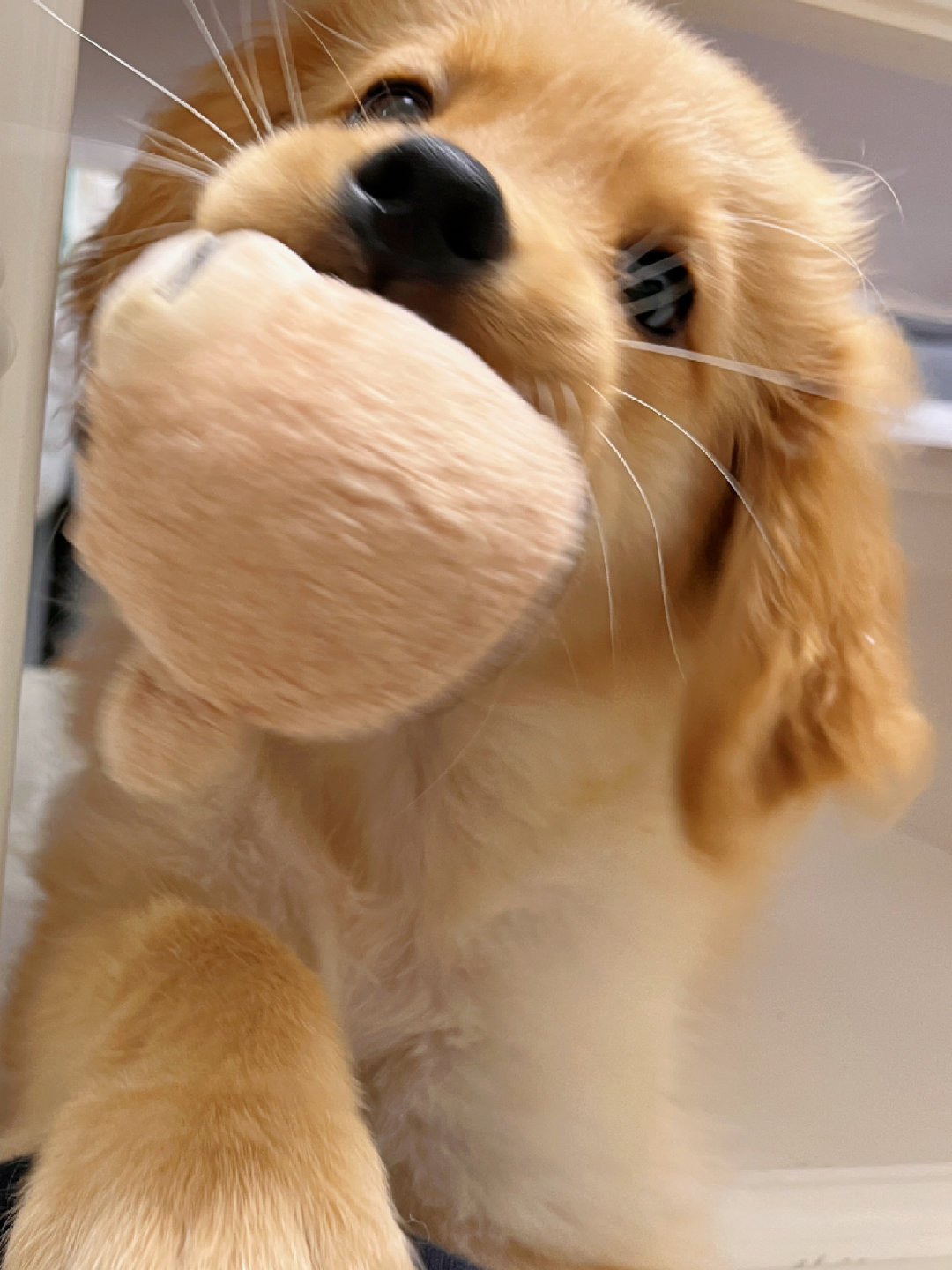 小金毛宝宝🐕​