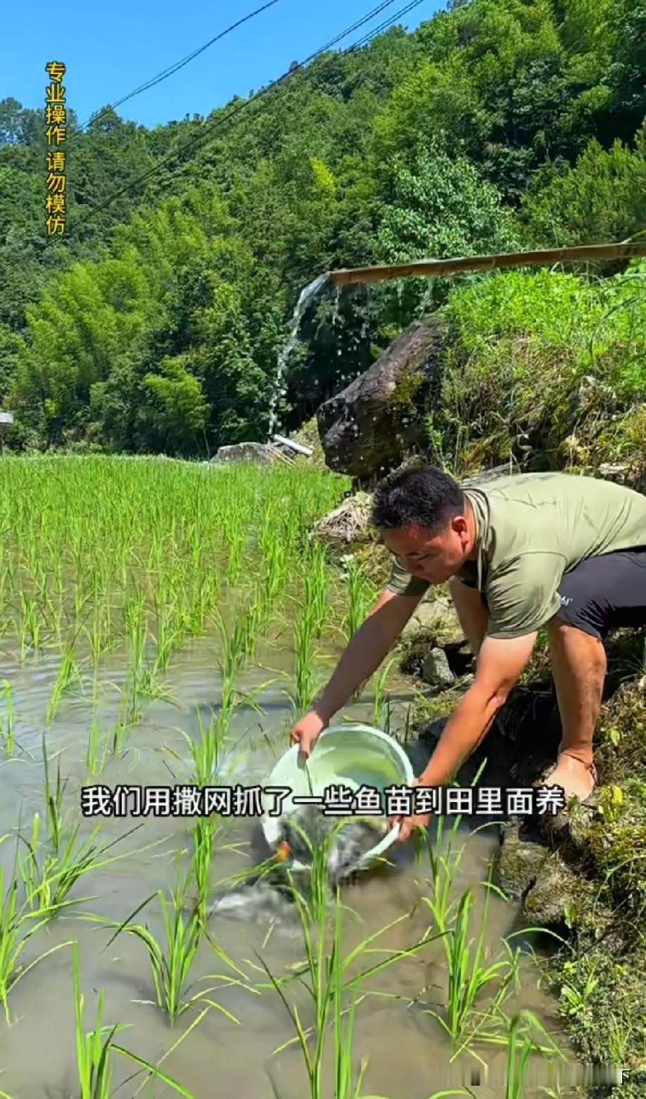 这些鱼不会把秧苗当草吃了吗[？？？]