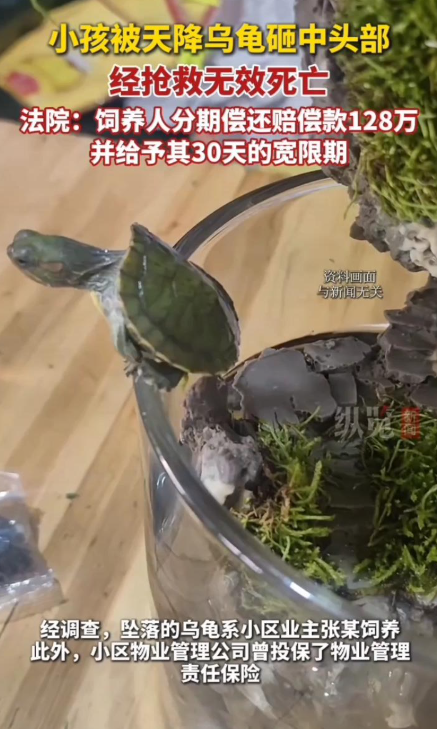 太可怕！近日据媒体报道，小孩被天降乌龟砸中头部，经抢救无效身亡！法院:饲主判