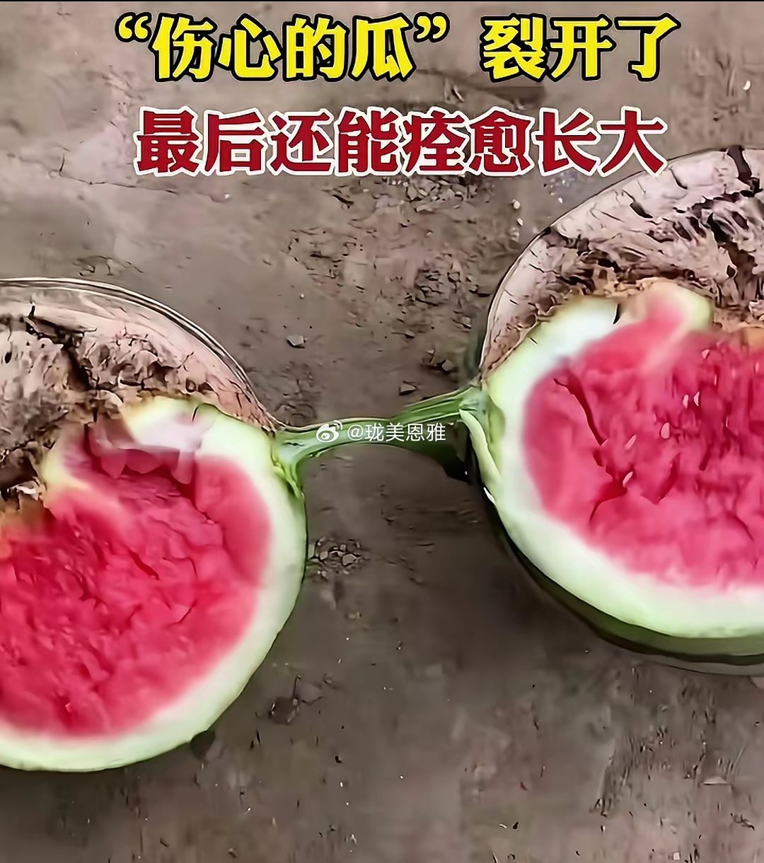 西瓜的生命力太顽强了！