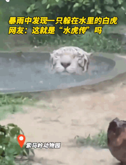 笑不活了！6月16日智慧生活报报道，广东，中山紫马岭动物园突降暴雨，园内动物纷纷