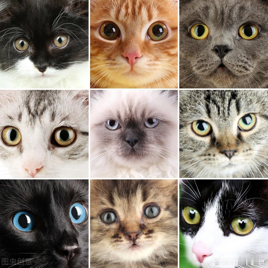 有的猫一看面相就老实巴交你们见过那种一看就很憨的猫吗？那种方方正正、脸大如盘、