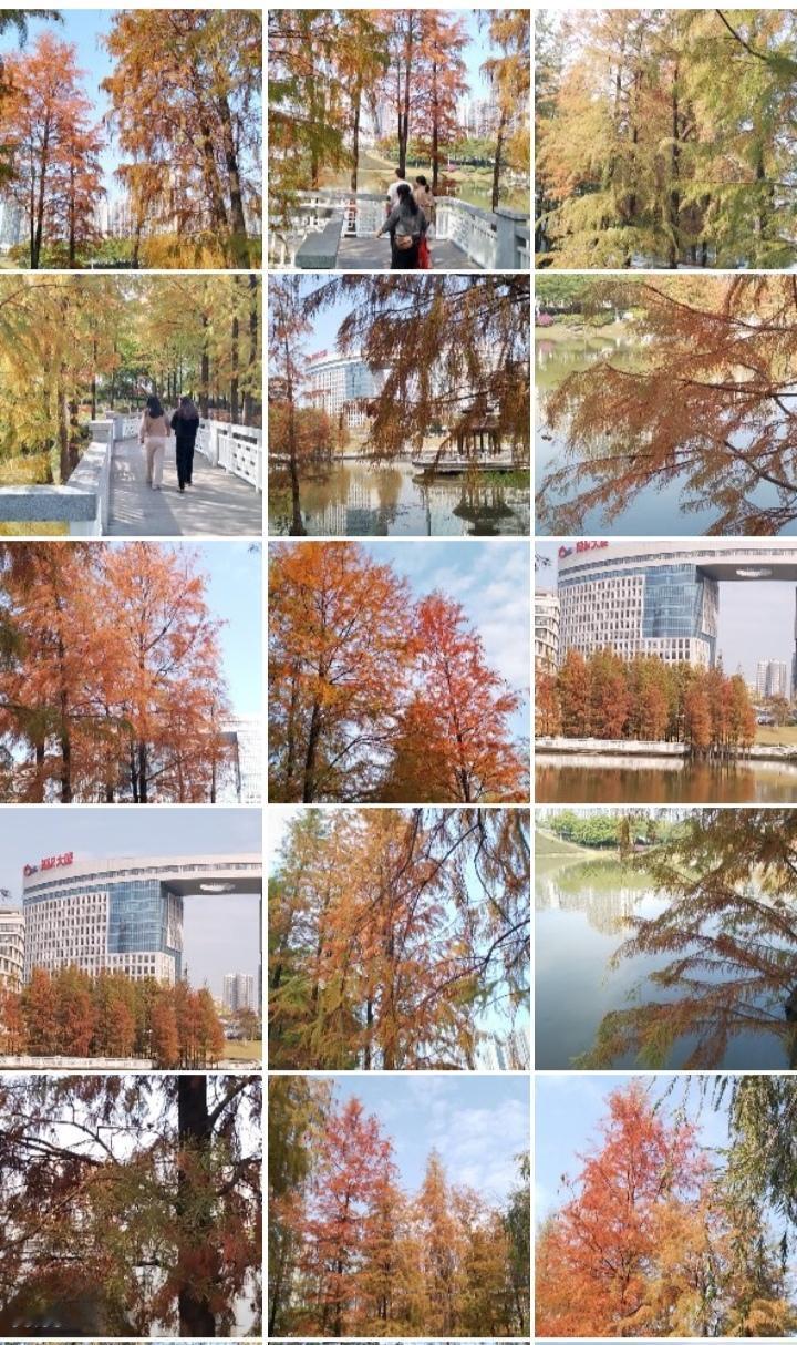 现在来广州，可以看到生在公园湖边的水杉树，过来黄埔区萝岗可以看到香雪梅花。