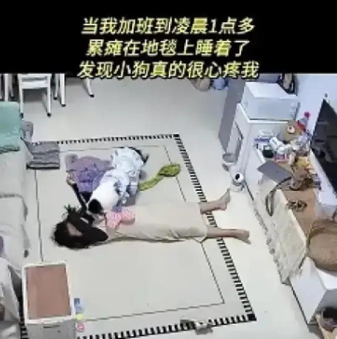 广东姑娘凌晨一点拖着身子回家，瘫在沙发秒睡。她家的土狗先叼来外套给她盖好，又轻