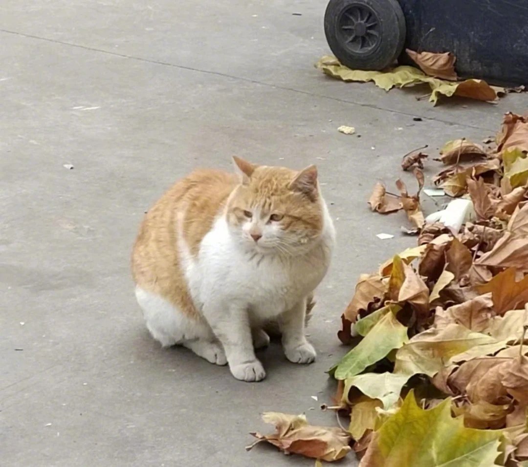 今日温暖可爱到爆炸💥喵星人
