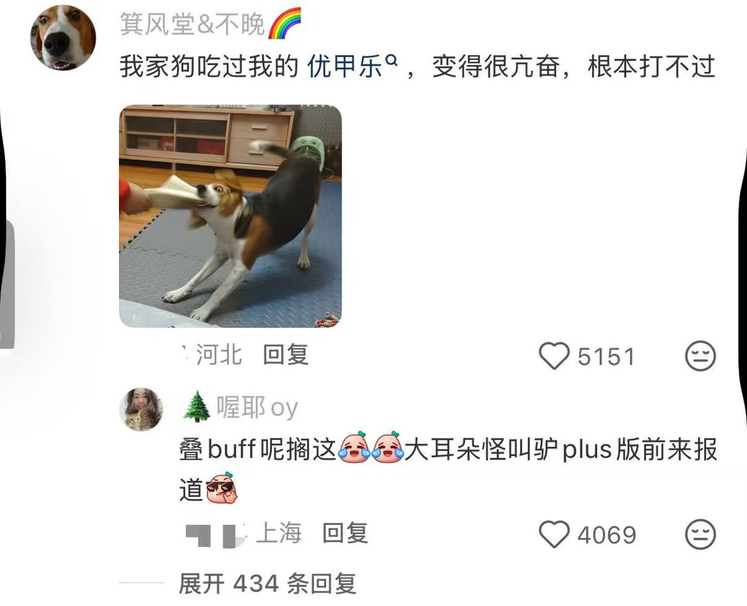 两只狗吃了一整板布洛芬