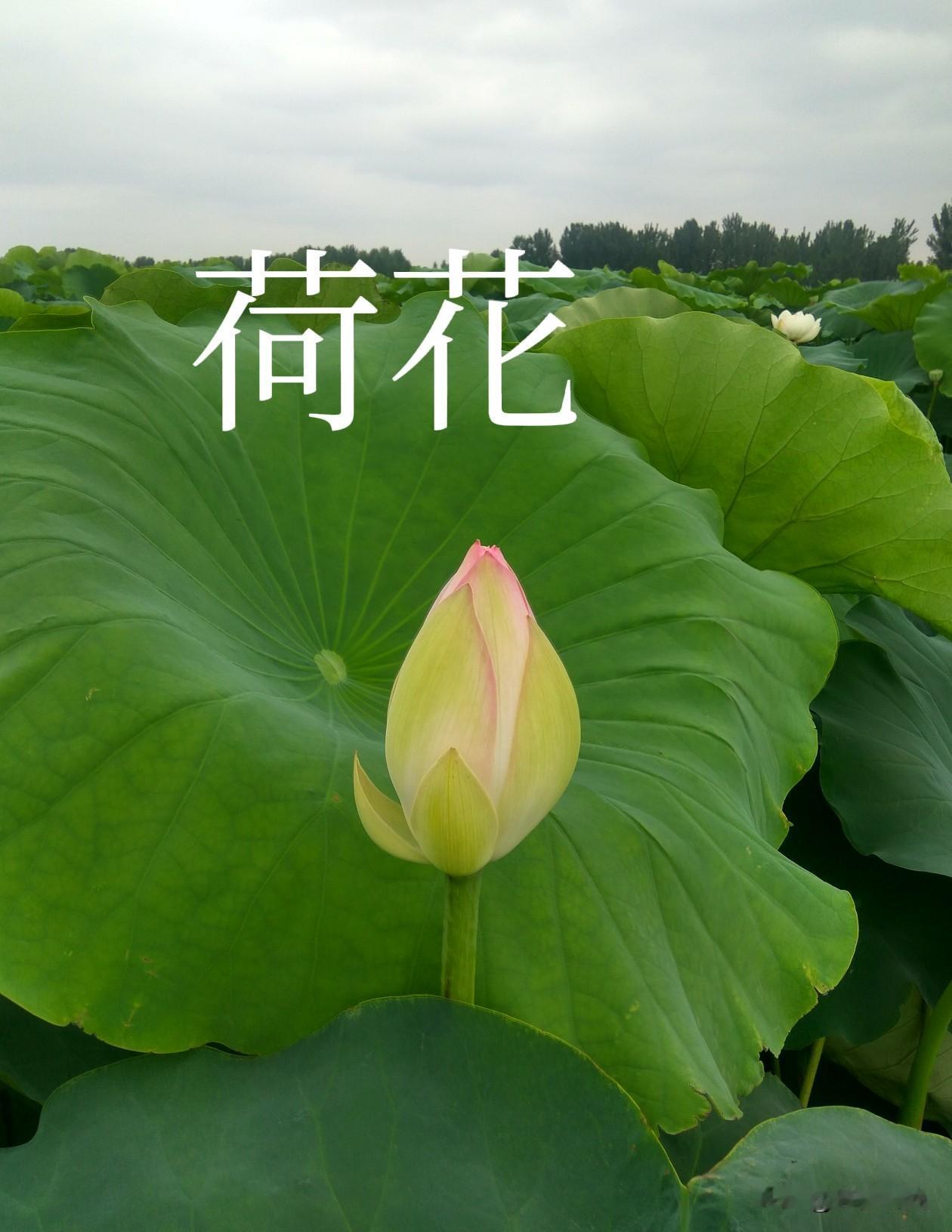 对象有多难找？我弟平均月入一万七八千，工资到手1万左右，年终有80000~100