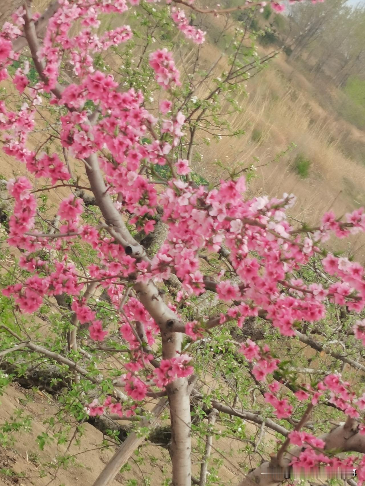 最近几天，听到了村里发生的一件让人百思不得其解的事儿…村里一位85岁的老人，隔