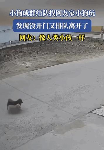 山东，小狗成群结队的来找网友家小狗玩，结果到门口后发现没开门，站原地思考几秒后又
