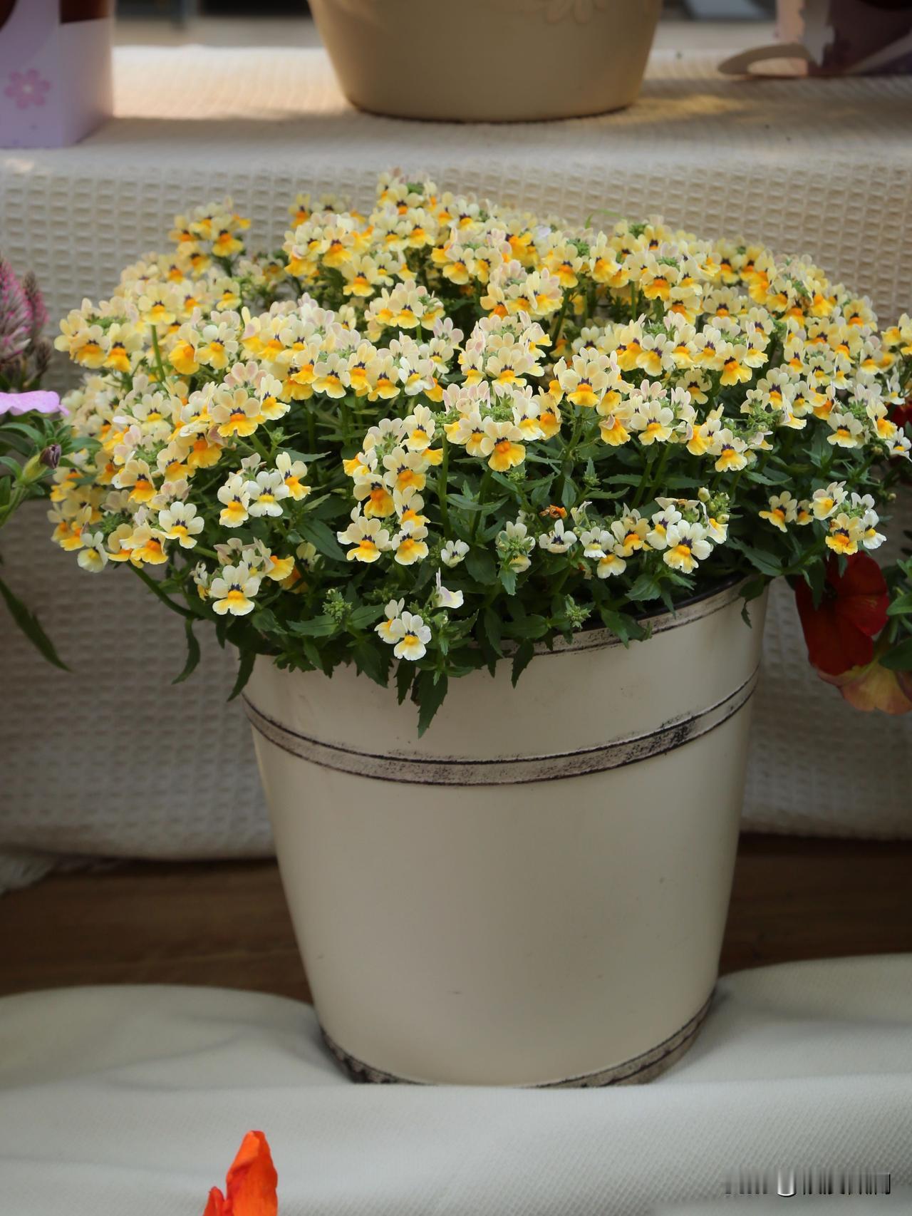 今年有一种叫做“龙面花”的新面孔植物出现在花市上，这次在花展上也见到了。龙面花是