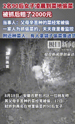 “脸都丢完了！”安徽合肥，两位年轻女子趁深夜3点人少时，竟悄悄跑到菜地里偷菜！二