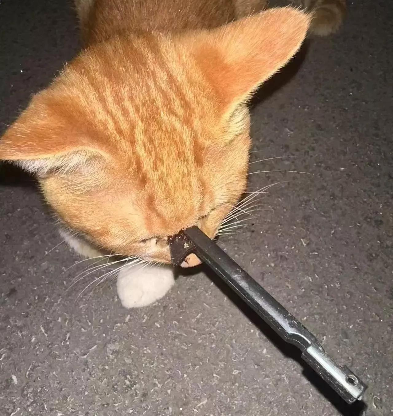 这只小猫太可怜了！被人用利器伤害到面部，不知道它是不是校园里的那只流浪猫“蛋卷”