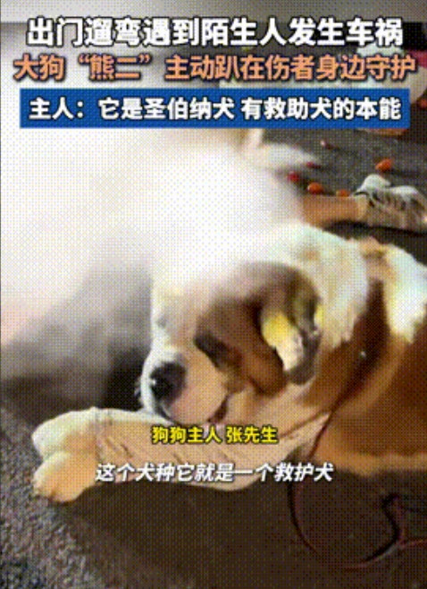 太通人性了！”黑龙江，男子带着大狗出门遛弯，不料恰好看到2名女子被车撞飞在地，伤