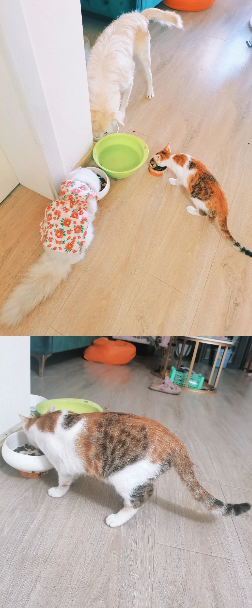 日渐圆润的囡囡