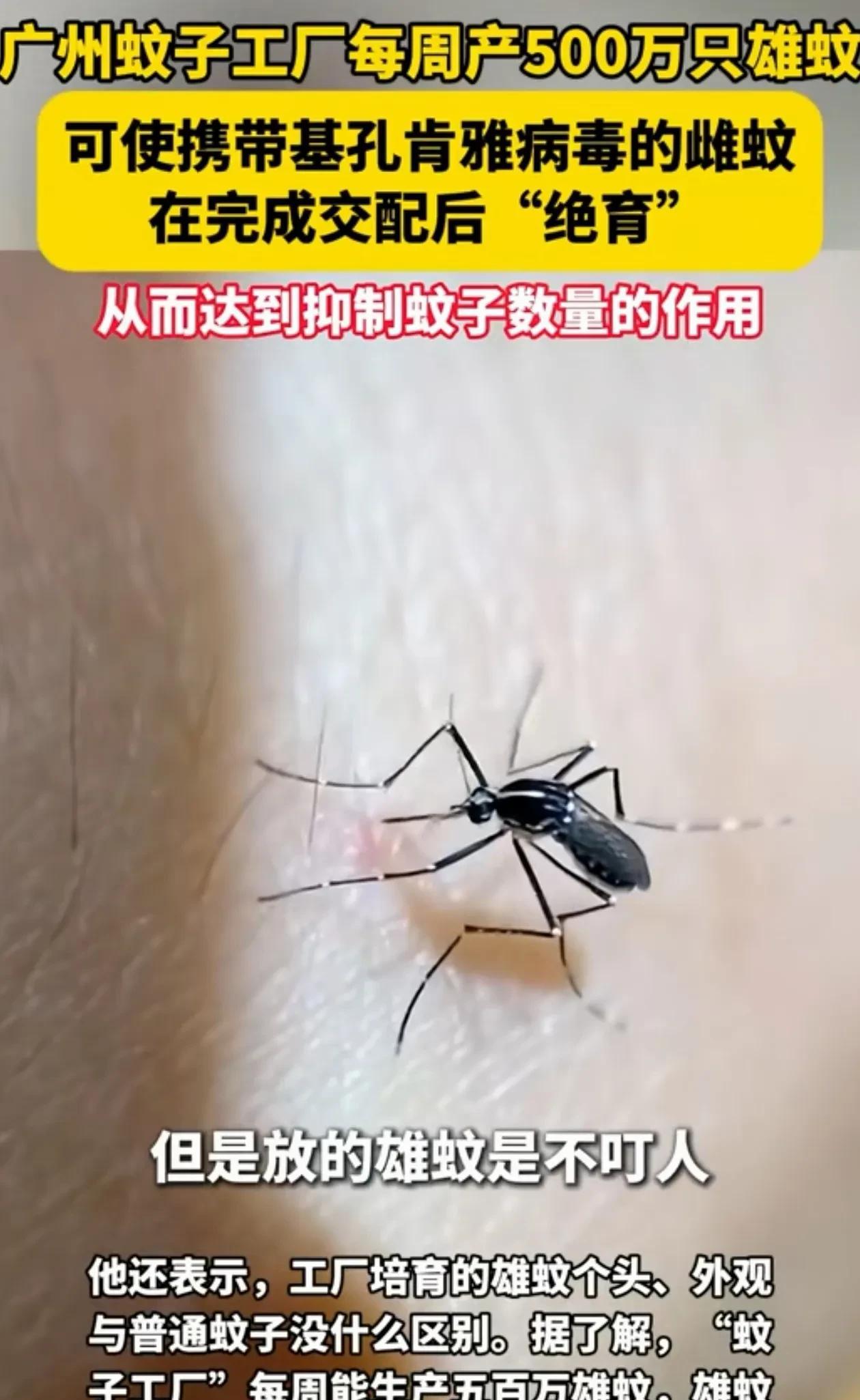 解释不清了！广东，有家“蚊子工厂”挺特别，每周生产500万只雄蚊，专往城里放。但