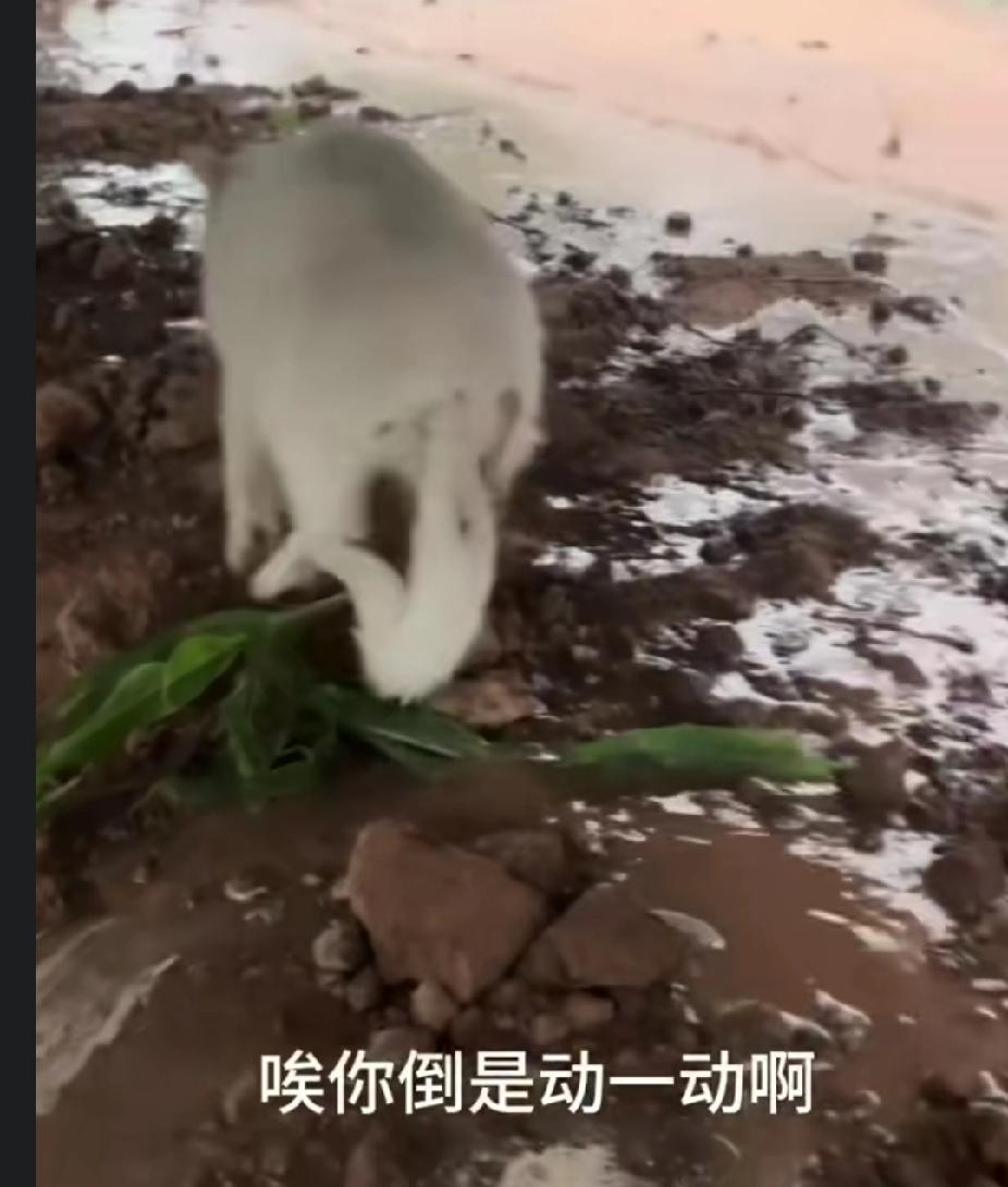 白猫因“太丑”而被猫群孤立，主人的做法暖哭了！一女子养了十几只猫咪，其中有一只纯