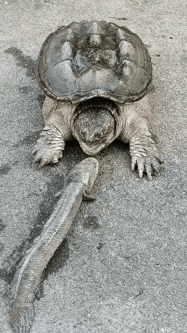 乌龟爬着爬着碰到地上的鱼，鱼求救时它却瞎帮忙，这故事看着荒诞，实则戳中了太多人的