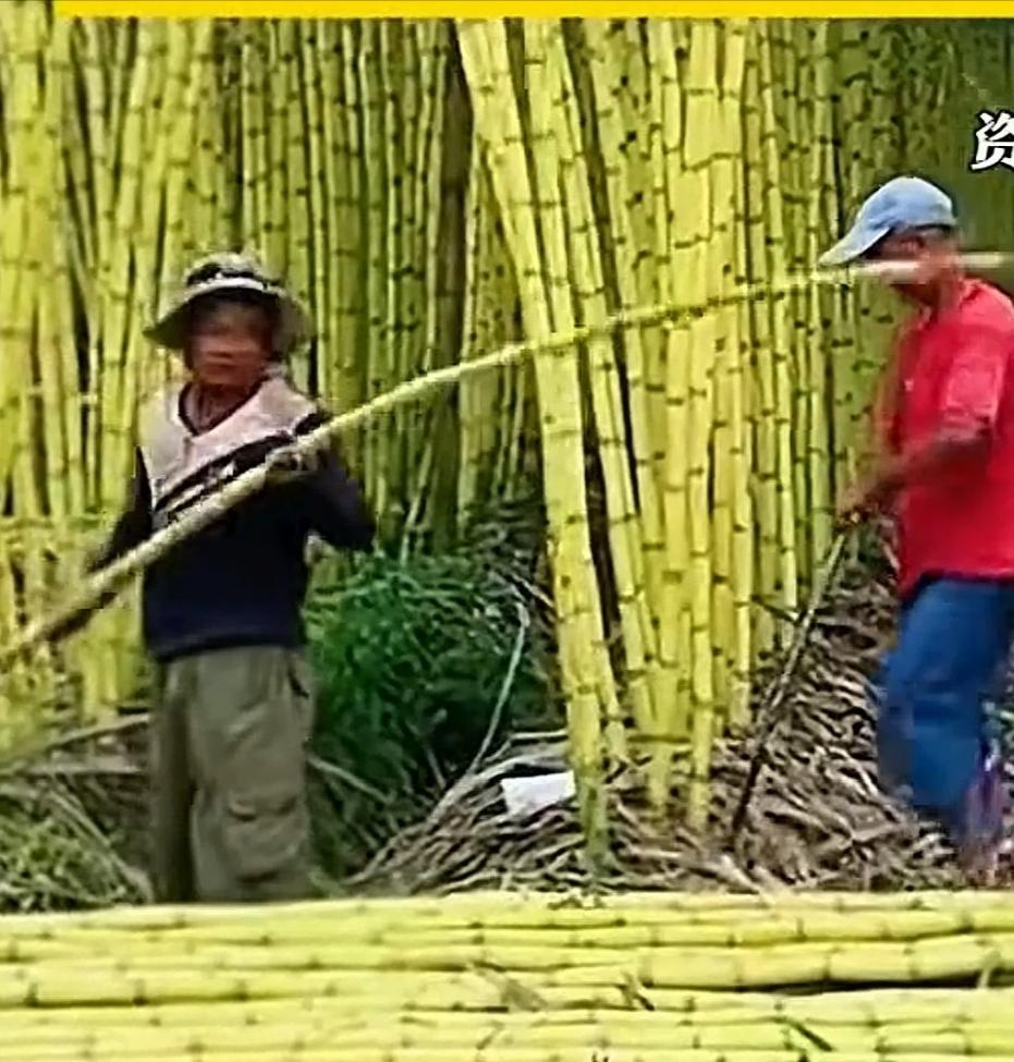 刷新认知！91元一根的甘蔗，不是品质封神，是商家玩明白了“定价套路”。9