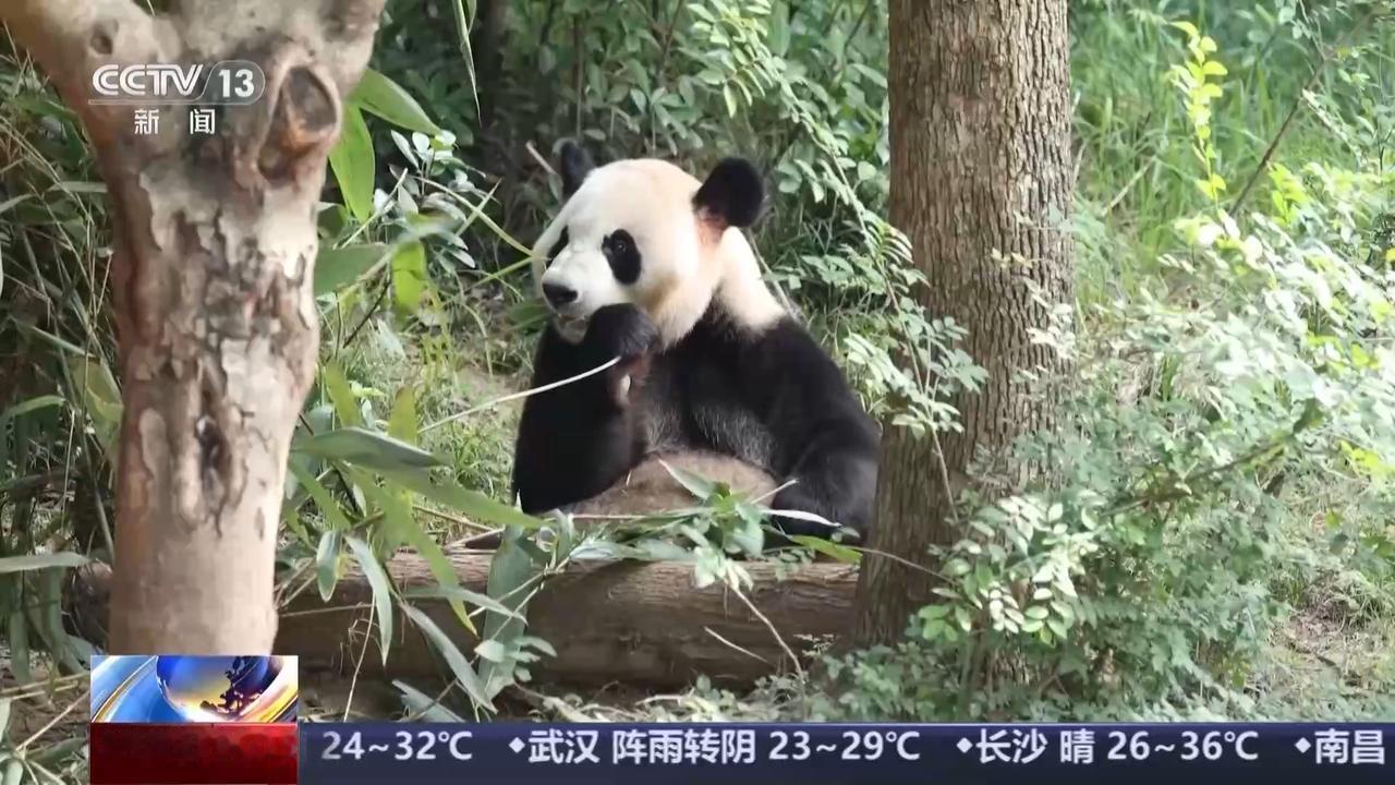 这效率杠杠的！前脚中美对话成果刚公布，后脚大熊猫就已经上了去美国的飞机。今天