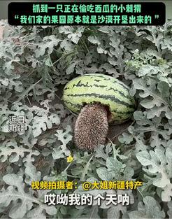 活该发财！”女子发现一只刺猬在吃自家种的西瓜，没有赶走，反而任其啃食，其原因竟是