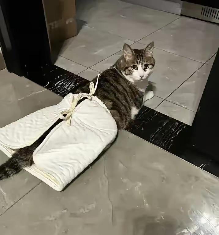 5年前，我收养了一只被人砍断脊梁骨的小猫咪。刚到家那会，给它换药时，它总是把我手