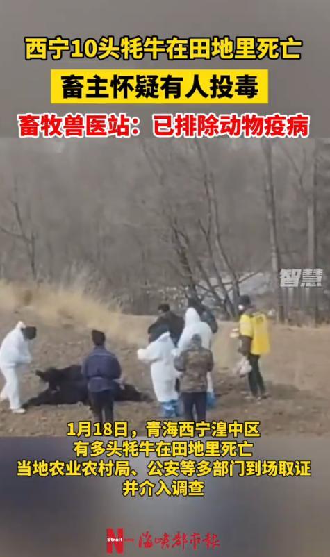 “严查到底！”1月18日，青海西宁，一名牧民养殖户清晨去田里查看时，竟发现自家放