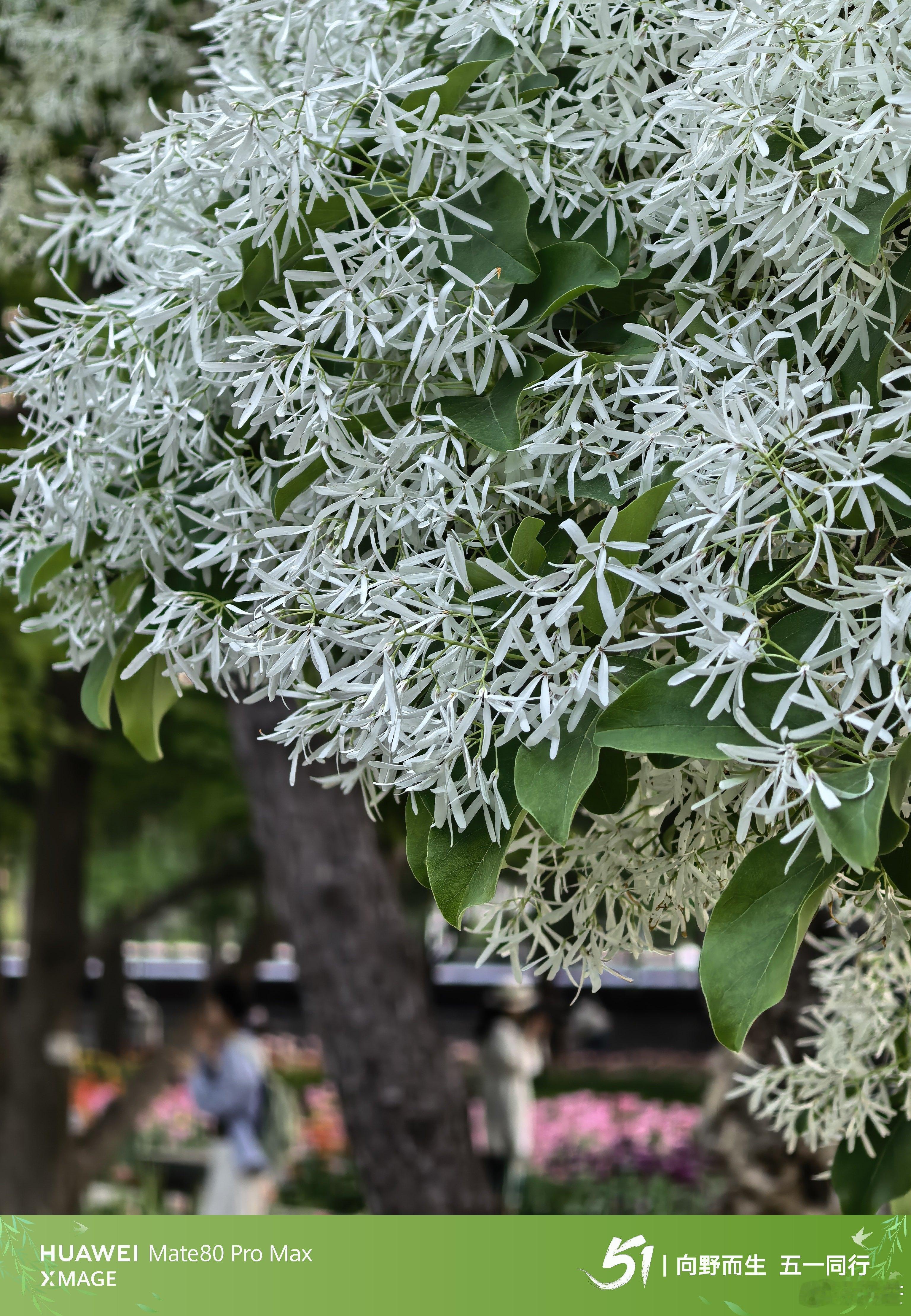 流苏如雪，春风作序，我在中山公园等风也等你。摄影