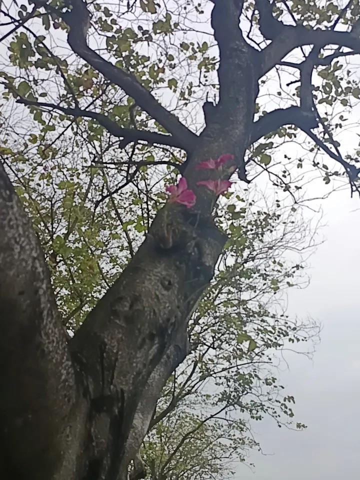 你敢相信吗？这就是紫荆花在树干上面也可以开花那种真的非常漂亮。