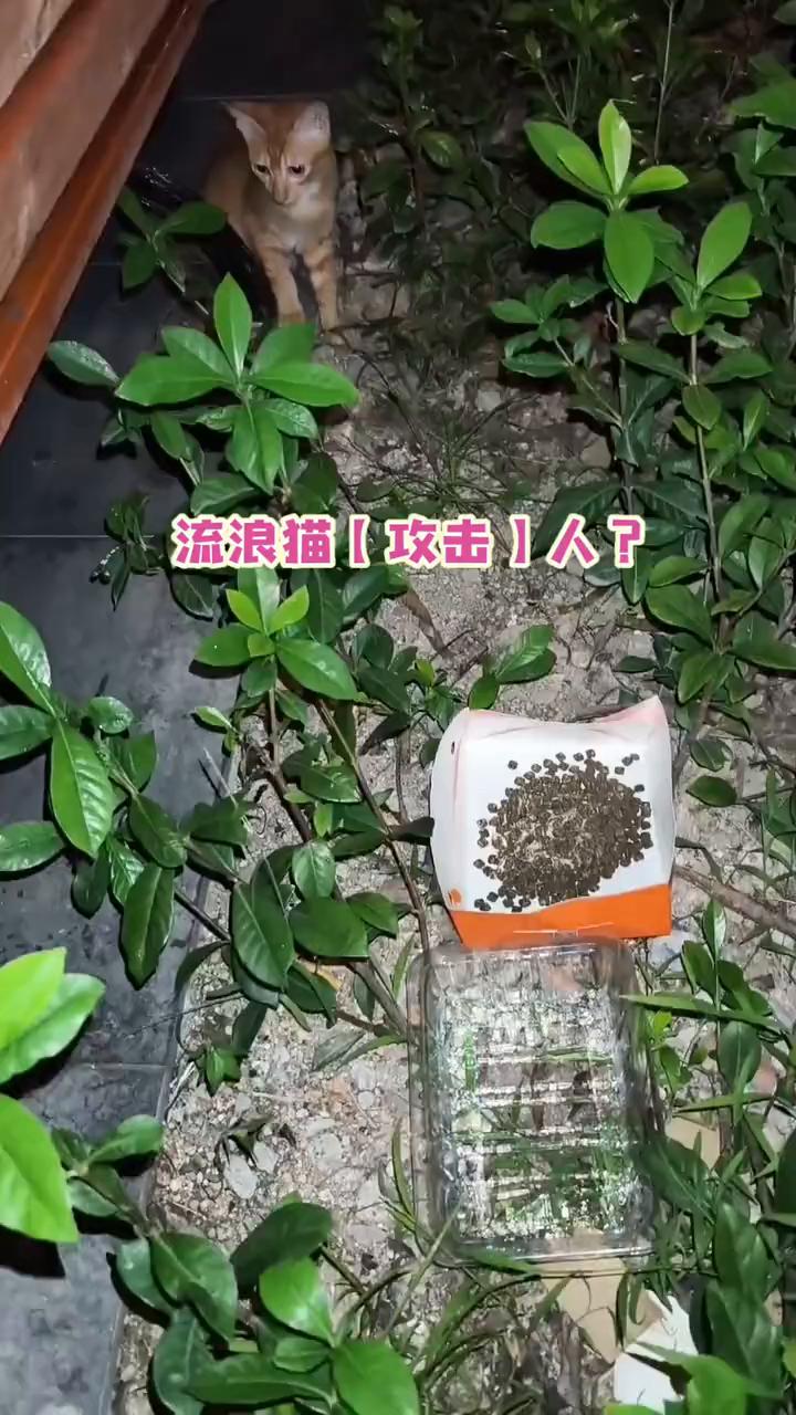 流浪猫攻击人？流浪猫一直是被攻击的对象，它们那么害怕人类，好端端的为什么要攻击
