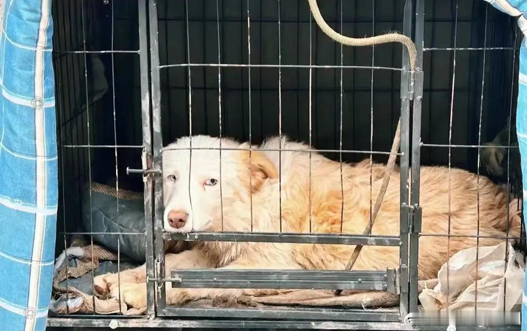 陈哲远收养了剧组小狗和流浪猫猫….养得好好哦​​​