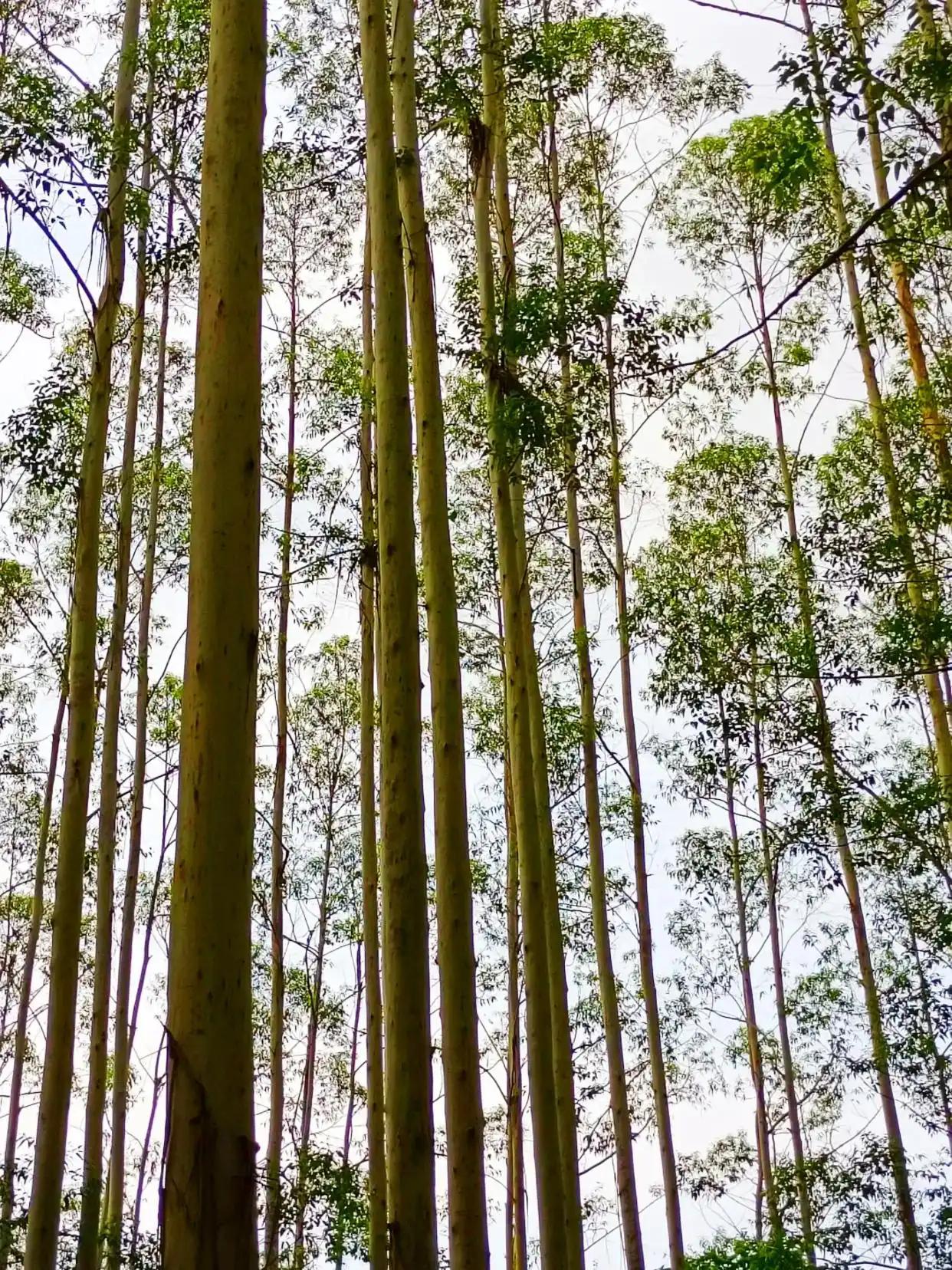 说真的，桉树这玩意儿真挺矛盾的！你敢信？之前总刷到说它“有毒”“抽水机”，