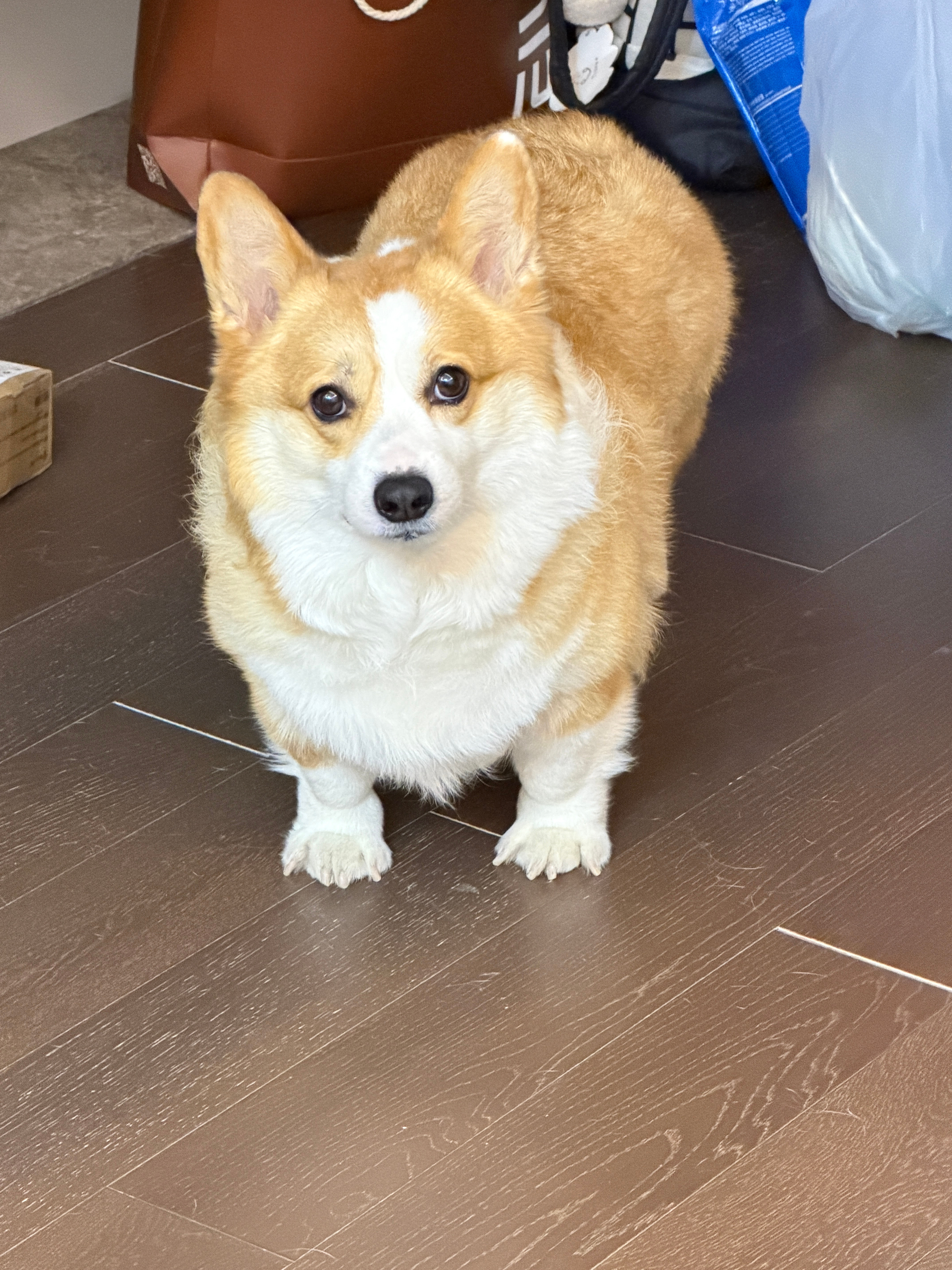 狗人我讨厌坐飞机人什么时候把狗坐飞机的价格给打下来