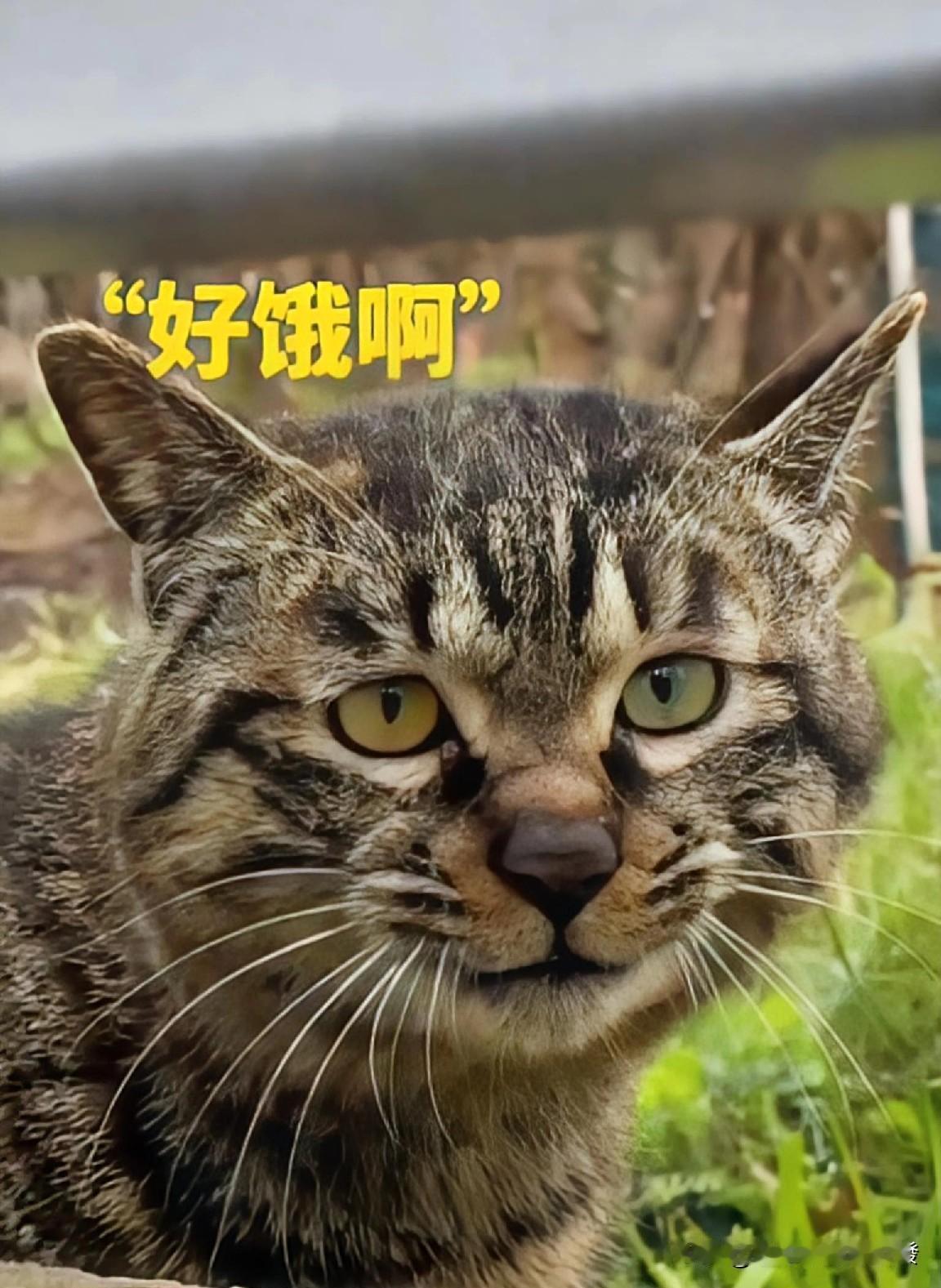 女生在户外遇到一只流浪猫凑近一看小猫竟然对她柔柔地打了一声招呼:你好哇。