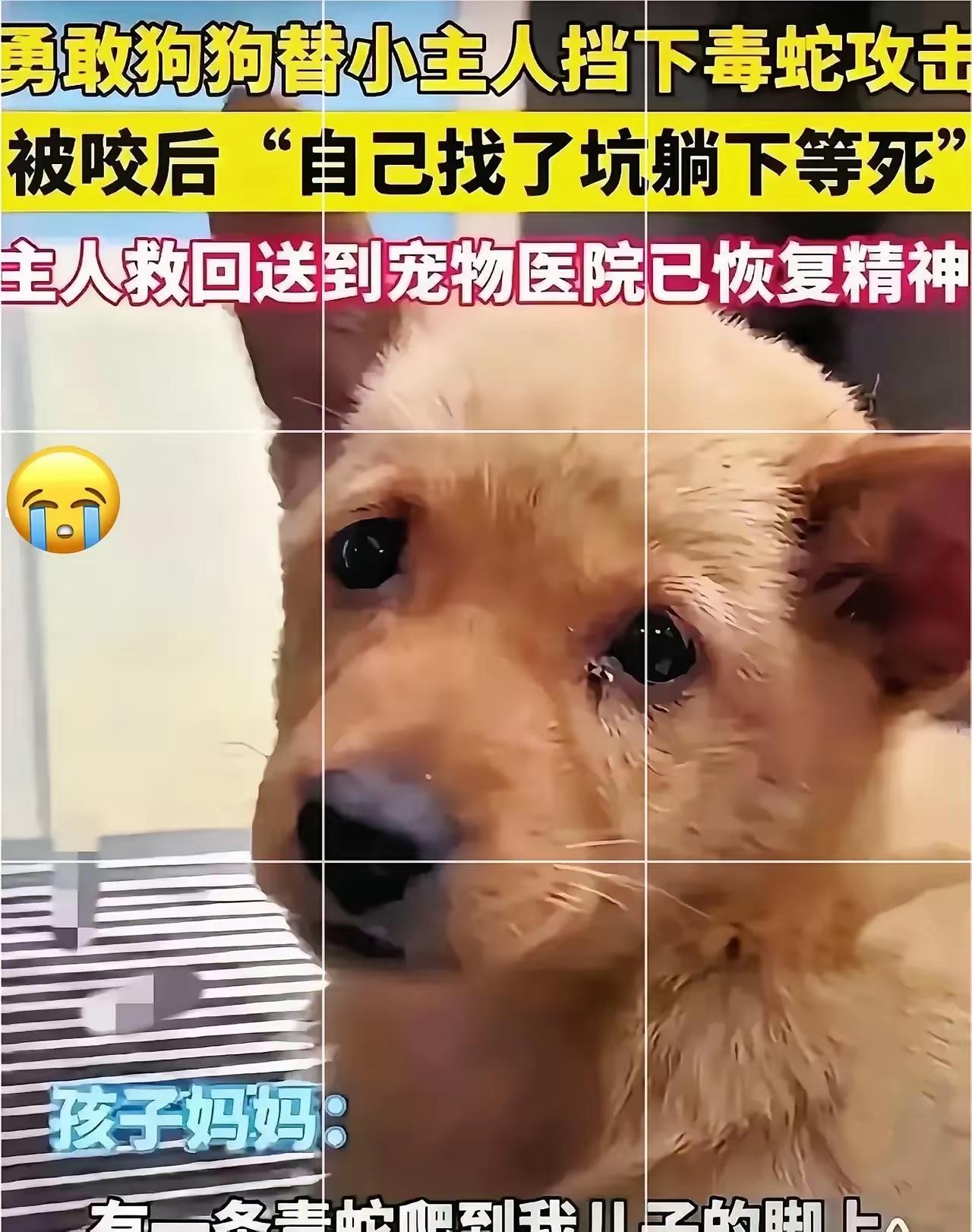 泪目！2个月小土狗护主斗毒蛇，刨坑等死的瞬间看哭无数人谁能想到