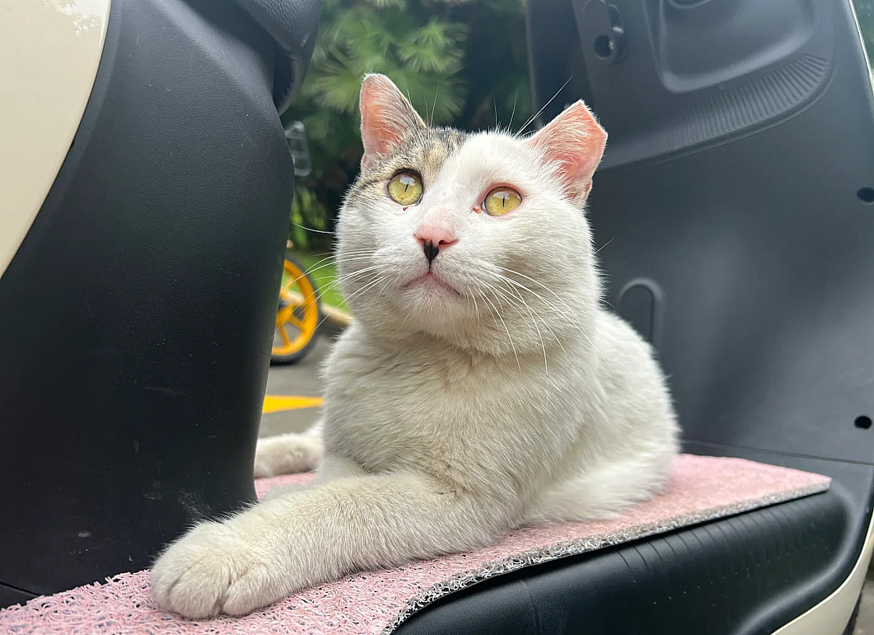 宝,剪耳朵的时候,很疼吧每当看到被剪了耳朵的小猫,我就很庆幸自己是人类,不用被别