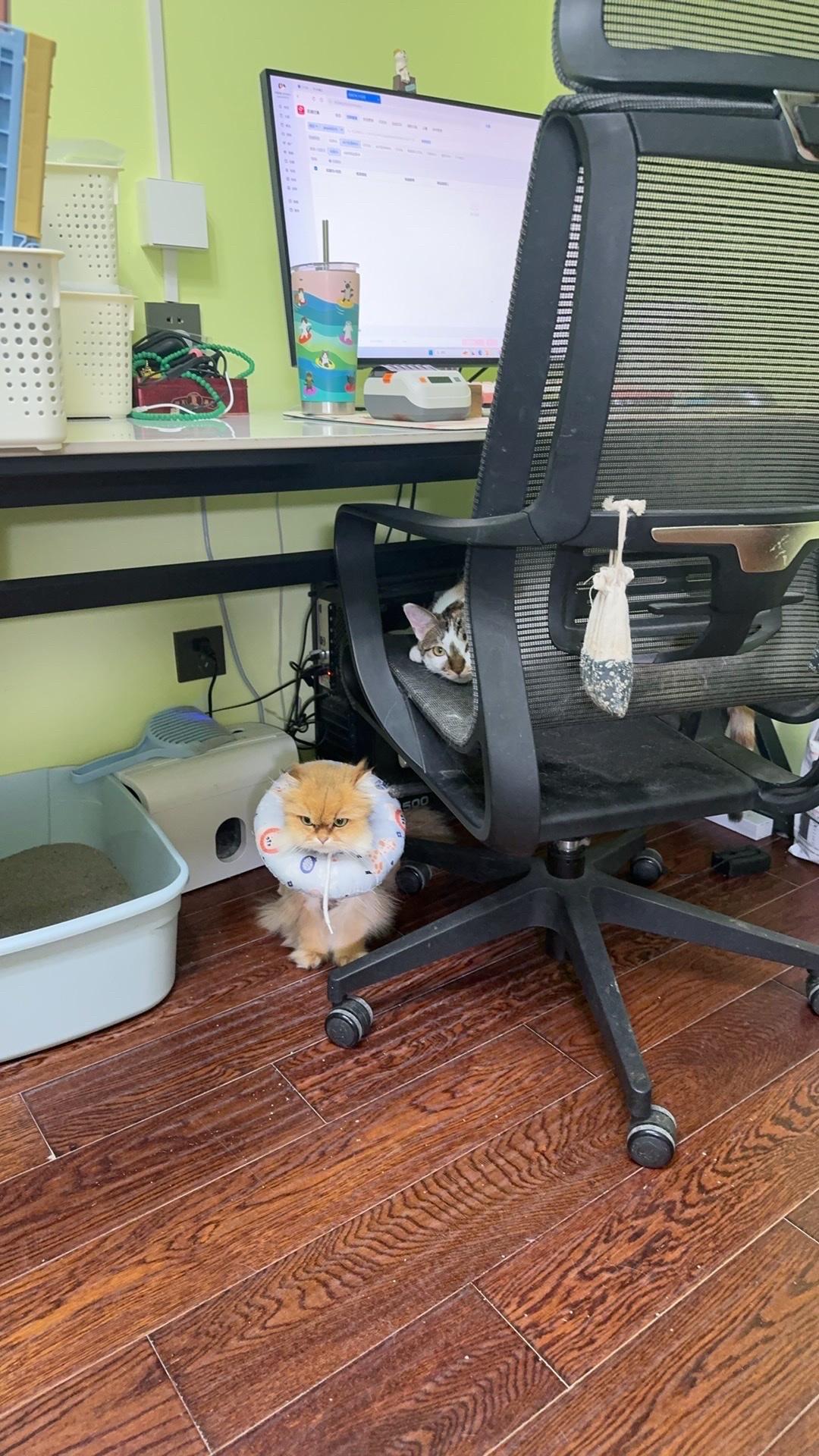 深夜加班特别勤奋的小猫咪们。昨天给金金换头套，就舔了两口马上把皮肤舔破了，一刻都