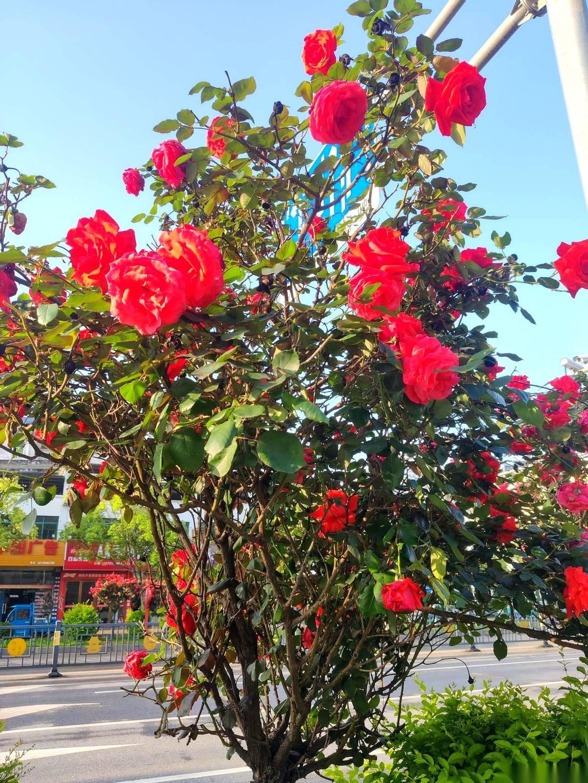 “要回去你就回去，又没人叫你别回去。”我老婆千里迢迢跑去女儿家，住了一星期，就