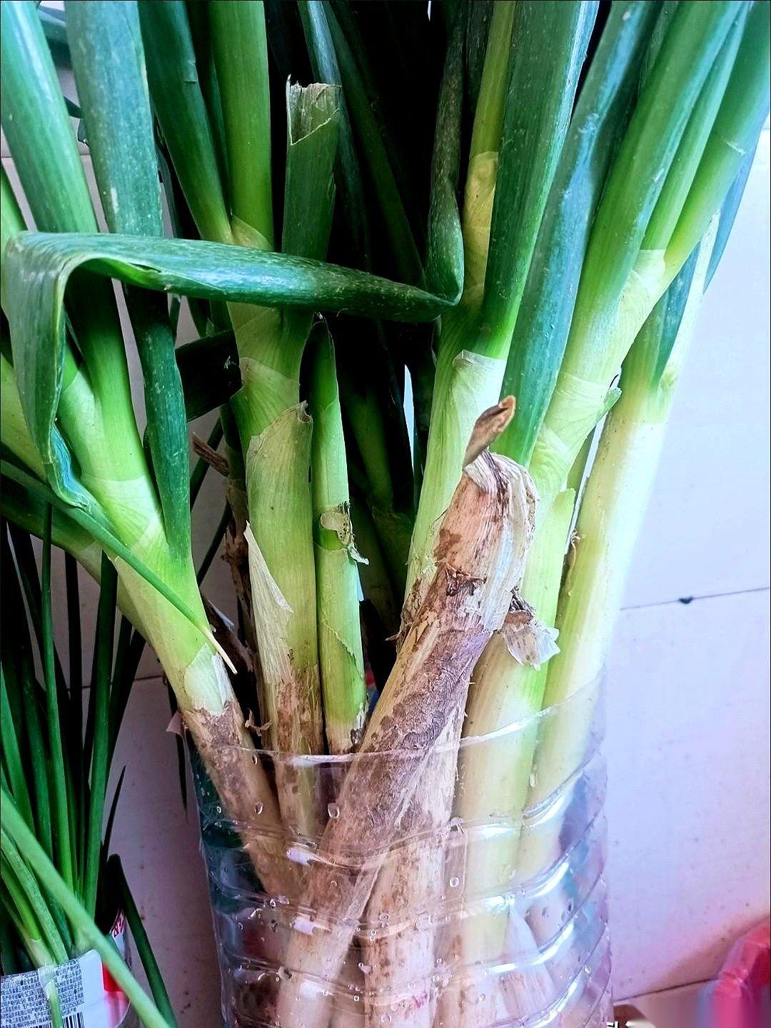 把全国最好的专家都看遍了，最后，救命的希望，落在一棵葱上。还不是一般的葱。要