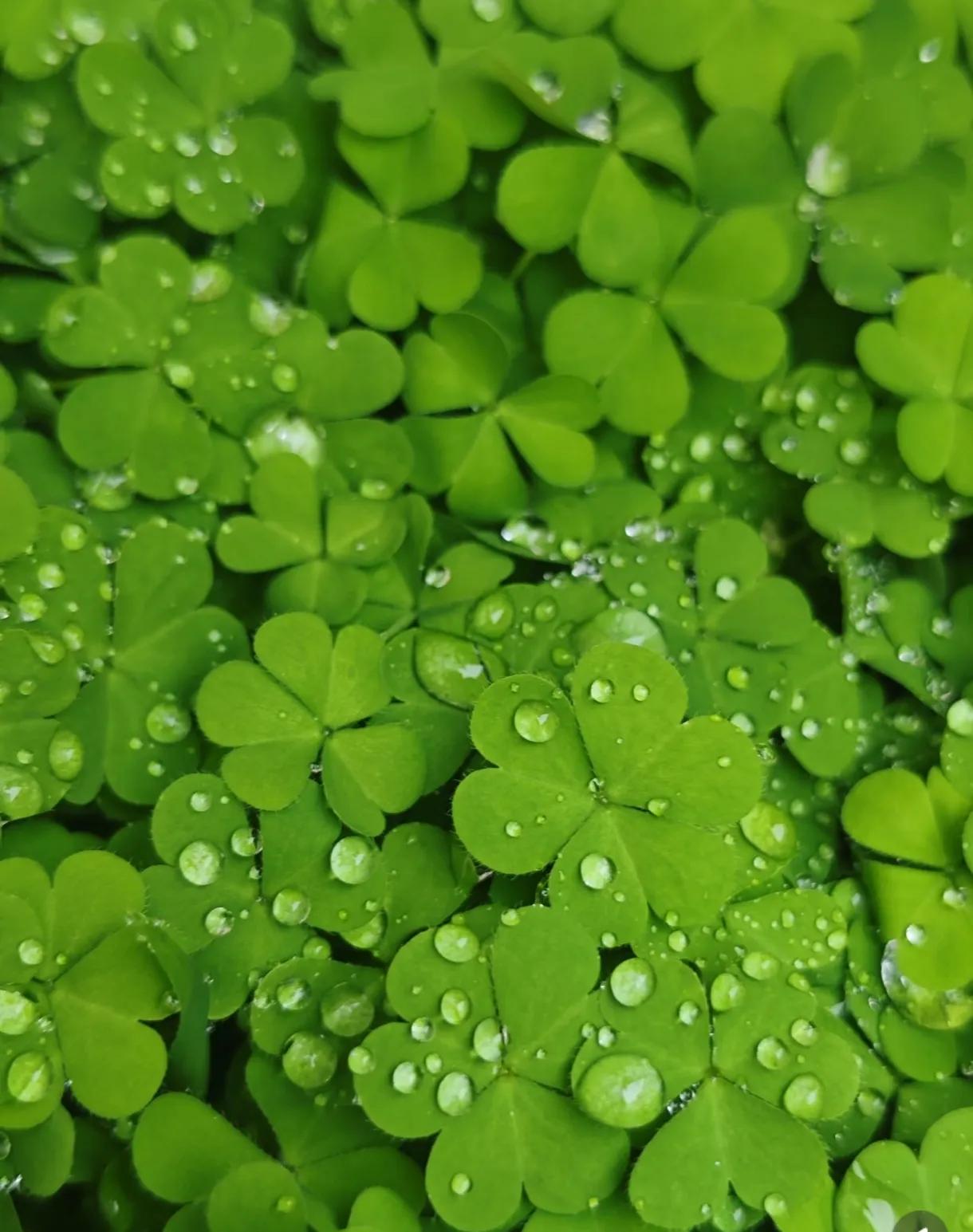 它被当成喂马饲料引进,无意中却救活了无数人!苜蓿的老家在中亚,从土库曼斯坦一直到